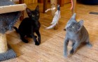 Tom und Jerry